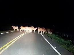 Peligro nocturno en la carretera 68D: Choque por ganado suelto en San Pedro Lagunillas