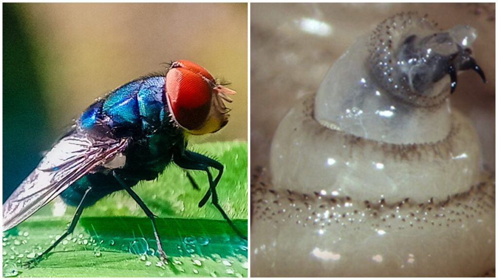  El avance del gusano barrenador y cómo prevenirlo