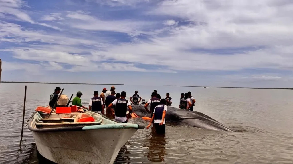 Dramático rescate en Nayarit: Liberan a ballena varada en Santiago Ixcuintla, pero le pierden el rastro en la noche