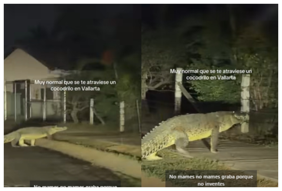 ¡Naturaleza urbana! Captan a enorme cocodrilo cruzando calles de Marina Vallarta