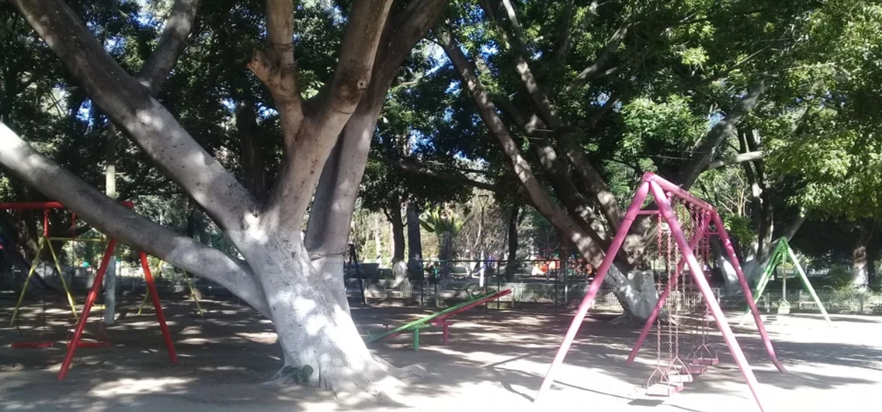 Alerta en La Loma: Emiten recomendaciones ante riesgo de caída de árboles por lluvias
