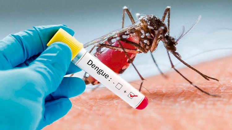 Alerta por dengue en Nayarit: IMSS advierte sobre síntomas críticos y riesgos de automedicarse