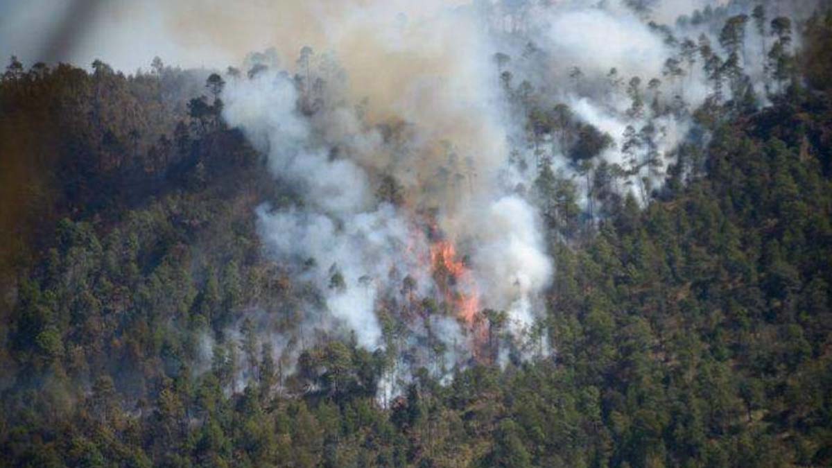 Fuego devastador: Nayarit es tercer lugar nacional en hectáreas destruidas por incendios forestales