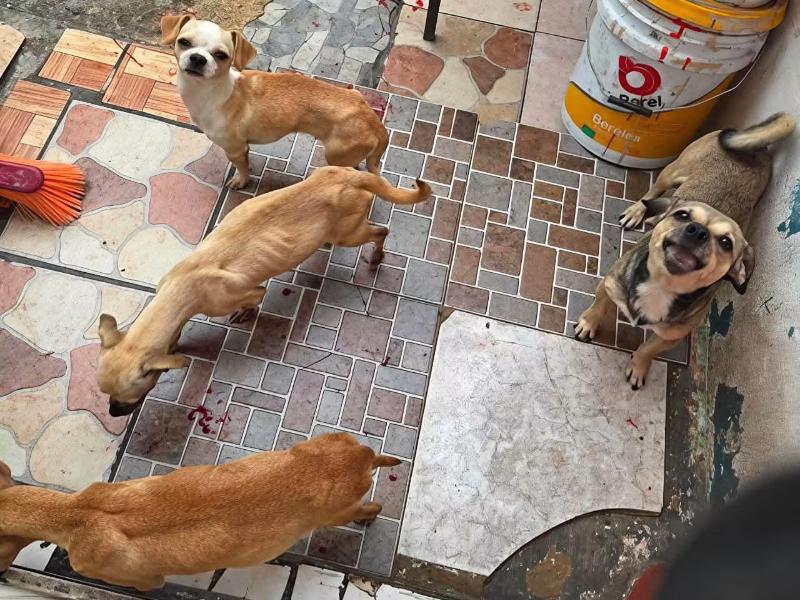 Justicia para los «lomitos»: Fiscalía de Nayarit rescata a cuatro perros por maltrato animal en Tepic